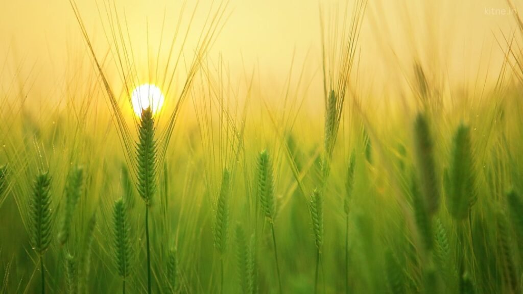 Vanijya Krishi Kitne Prakar or Tarikon Se Ki Jaati Hai