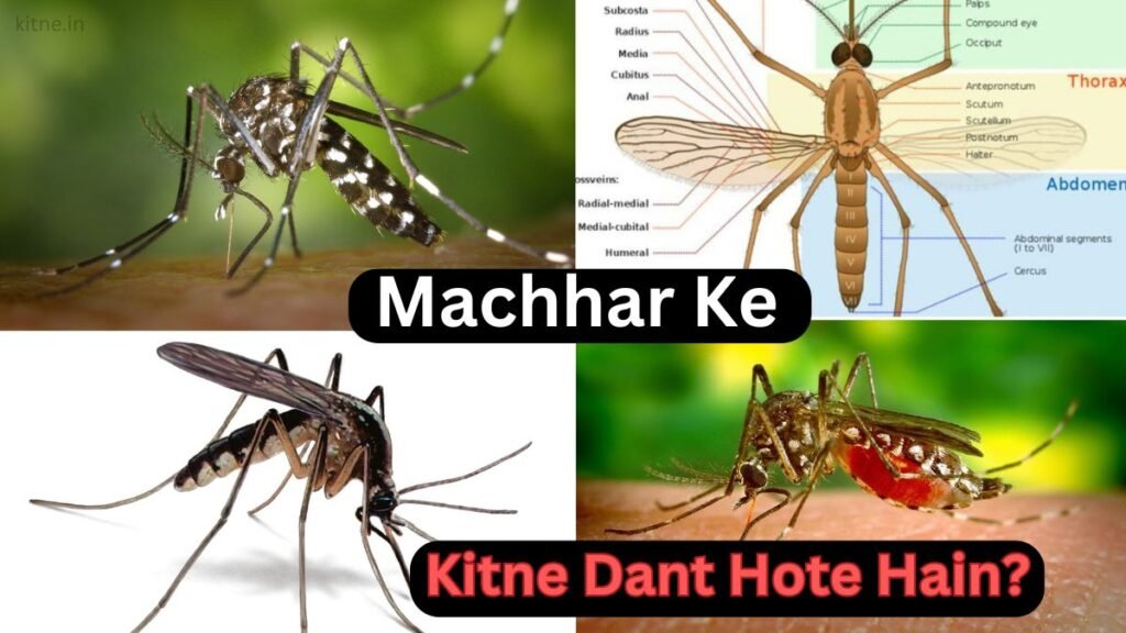 Machhar Ke Kitne Dant Hote Hain Janiye